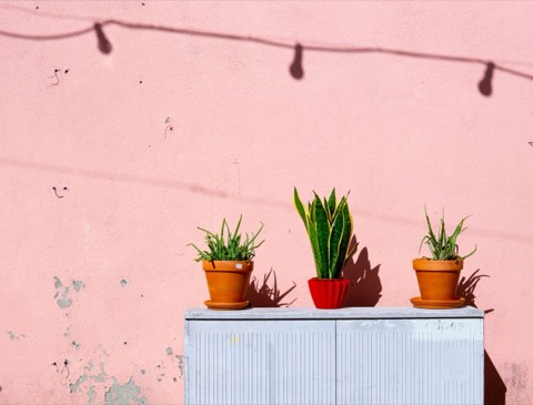 Creator post — a potted plant against a pink wall